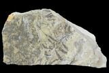 Plate Of Silurian Fossil Algae (Leveillites) - Estonia #102627-1